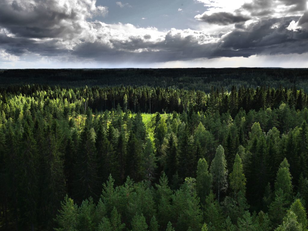 secrets in the world's largest forest