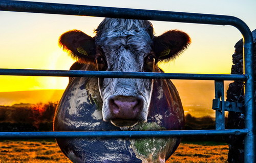 Foto di una mucca in un recinto elaborata per rappresentare i continenti sul suo mantello Cowspiracy