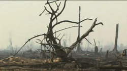 immagine di deforestazione