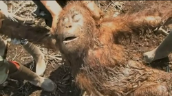 Immagine tratta dal film Green che mostra un orango vittima della deforestazione prelevato da volontari orango vittima della deforestazione